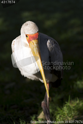 Image of Yellow-billed stork