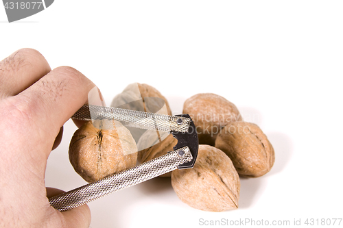 Image of Cracking Walnuts