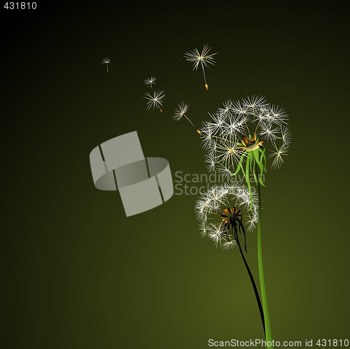 Image of dandelions