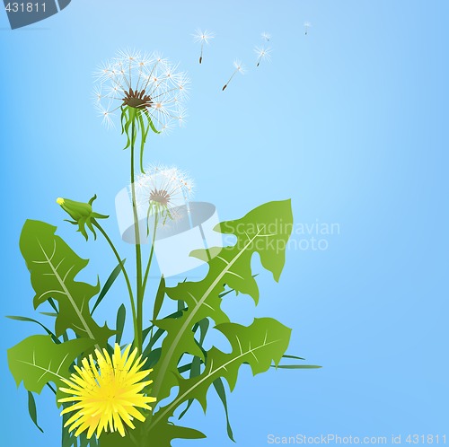 Image of dandelions