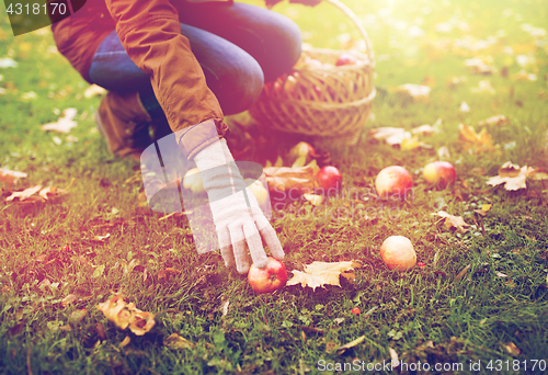 Image of woman with basket picking apples at autumn garden