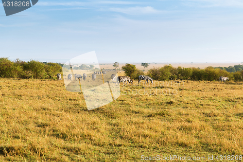 Image of herd of zebras grazing in savannah at africa