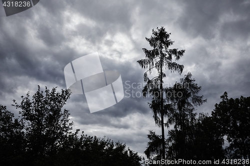 Image of Trees against cloudy sky