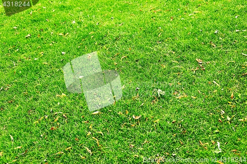 Image of Green Grass Background