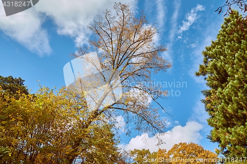 Image of Autumn forest detail