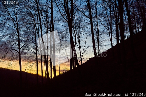 Image of Forest Twilight Background