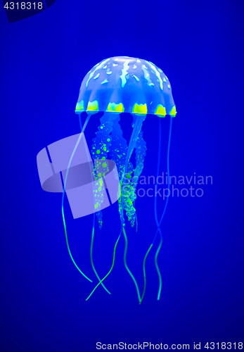 Image of Real jellyfish on a blue background