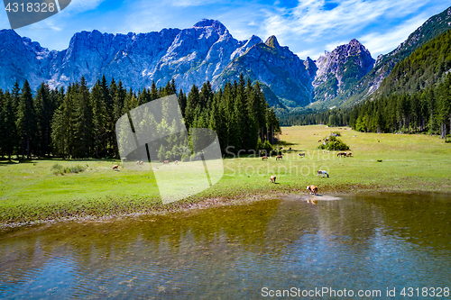 Image of Horses graze on green field.Lake Lago di Fusine Superiore Italy 