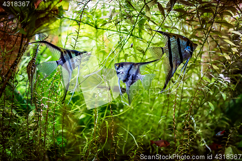 Image of Angelfish Pterophyllum scalare