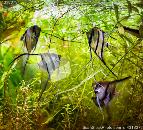 Image of Angelfish Pterophyllum scalare