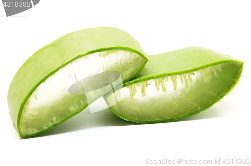 Image of Aloe vera fresh leaf isolated