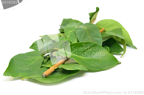 Image of Indonesian Bay Leaf