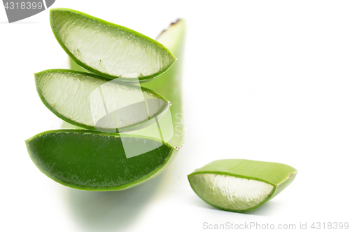 Image of Aloe vera fresh leaf isolated