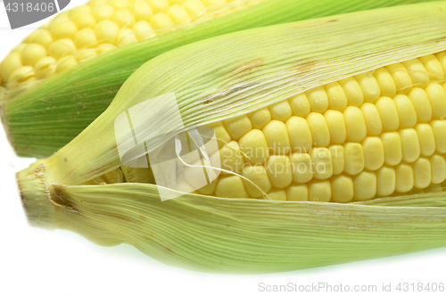 Image of Grains of ripe corn photo of maize close-up