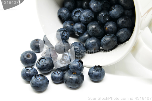 Image of Tasty blueberries isolated