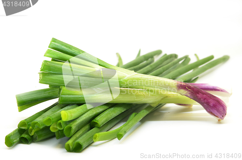 Image of Fresh spring onions