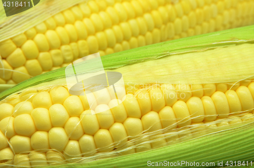 Image of Grains of ripe corn photo of maize close-up