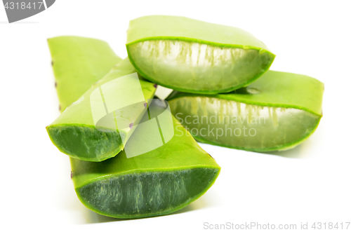 Image of Aloe vera fresh leaf isolated