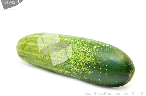 Image of Fresh green cucumber