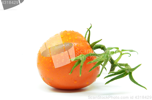 Image of Fresh tomato with water drops