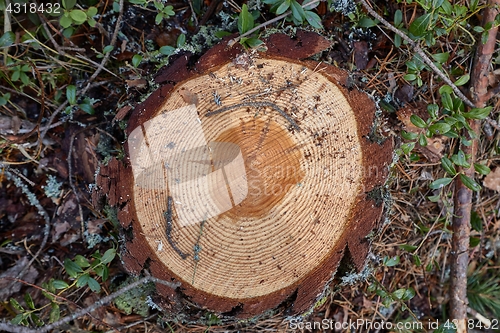 Image of Tree trunk texture