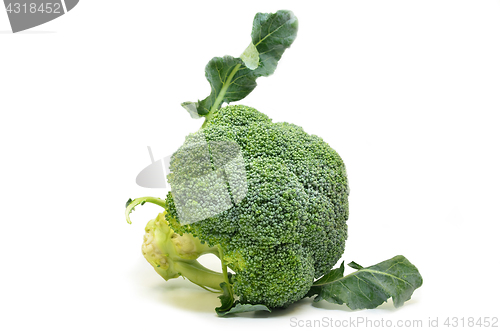 Image of Fresh broccoli isolated on white background