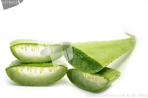 Image of Aloe vera fresh leaf isolated