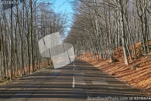 Image of Autumn Road Drive