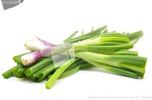 Image of Fresh spring onions