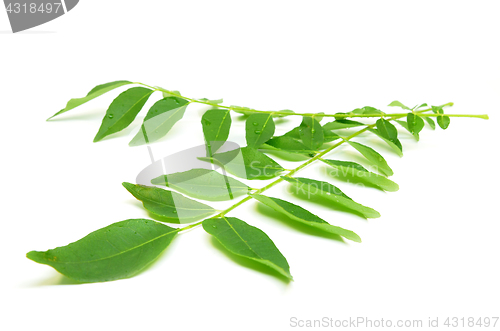 Image of Bunch of curry leaves
