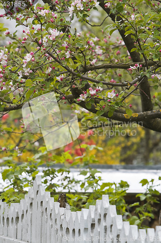 Image of Fence in spring