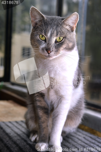 Image of Gray striped cat looks sad at camera