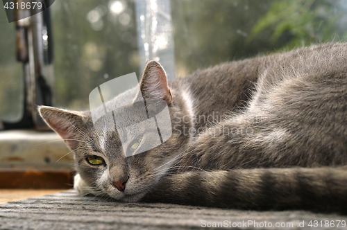 Image of Gray striped cat looks sad at camera