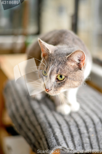 Image of Gray striped cat looks sad at camera