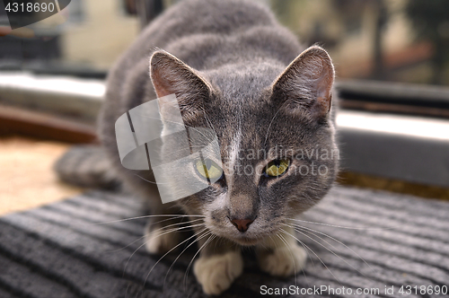 Image of Gray striped cat looks sad at camera