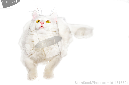 Image of Fluffy white one-year-old homemade cat lays on a white isolated background