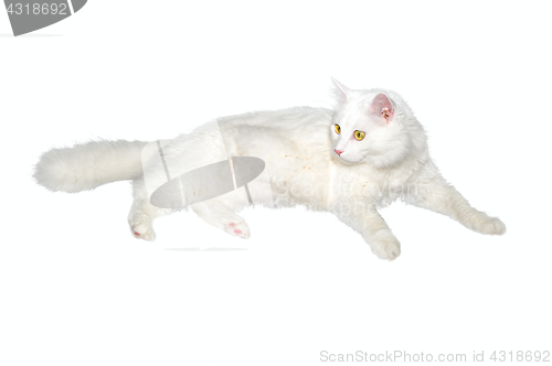 Image of Fluffy white one-year-old homemade cat lays on a white isolated background