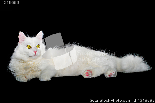 Image of Fluffy white one-year-old homemade cat lays on a black isolated background