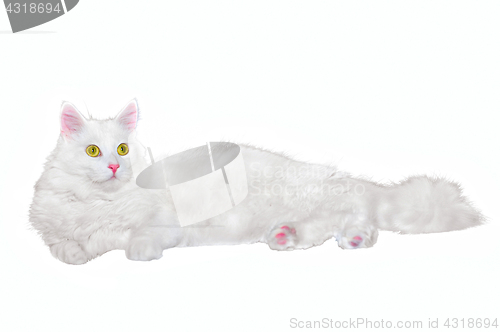 Image of Fluffy white one-year-old homemade cat lays on a white isolated background