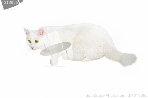 Image of Fluffy white one-year-old homemade cat lays on a white isolated background