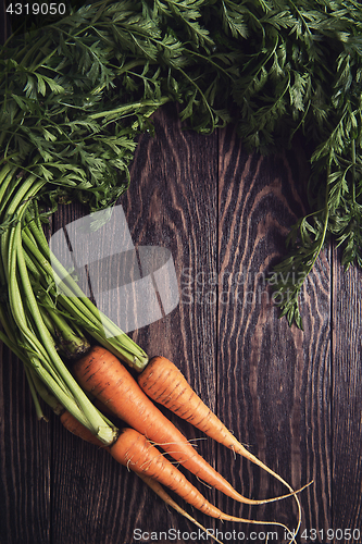 Image of Freshly grown carrots