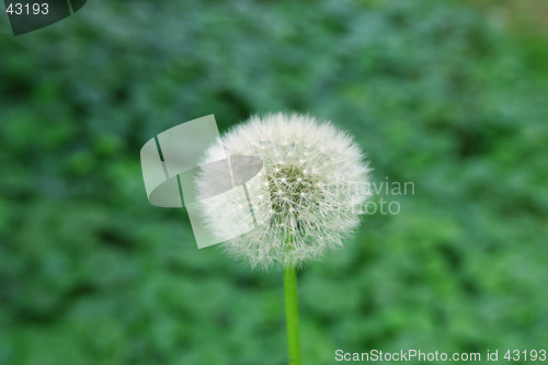 Image of dandelion