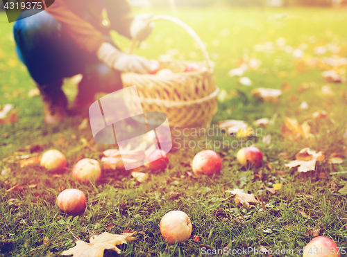 Image of woman with basket picking apples at autumn garden