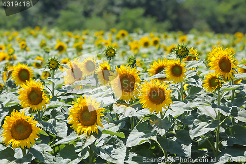 Image of Sunflowers