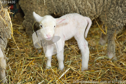 Image of Lamb