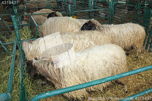 Image of Sheeps