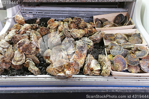 Image of Oysters