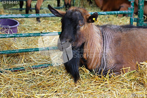 Image of Buck goat