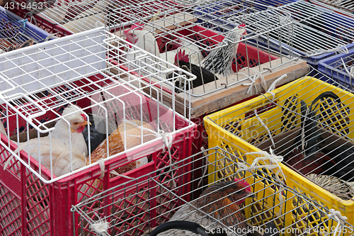 Image of Poultry market