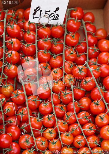 Image of Tomatoes on vine